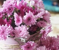Pink Mums in Tin Cans
