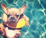Doggy in the Pool