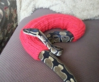 Snake in a sweater