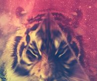 Tiger Gif