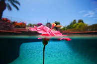 Flower in the Pool