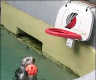The dunking Otter