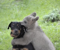 Love has no boundary