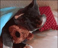 Cat gifs