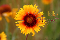 Hello August