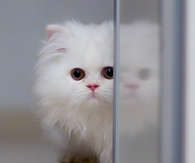 Pretty White Kitten