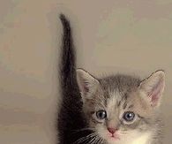 KItty Getting Ready to Pounce