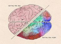 Brain from Night to Day