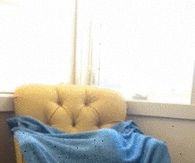 Cat catches dog off guard