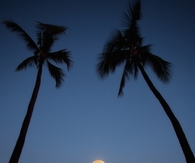 Paradise moon