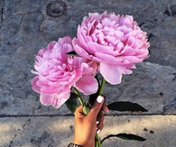 Huge pink roses