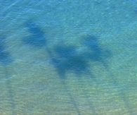 Palm tree shadows