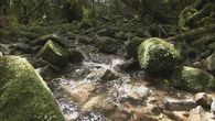 Summer stream