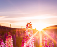 Flowers in the sun