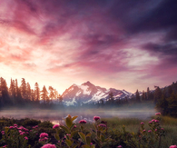 Flowers in the valley