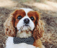 Bow tie dog