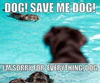 Save me dog