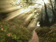 Sunlight & trees