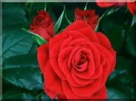 Blooming Roses