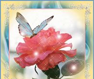 Pretty Pink Rose & Butterfly
