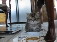 Kitty in a bowl