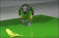 Mother Parrot