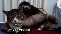 Just dream kitty