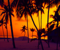 Palm Tree Sunset
