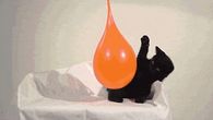 Cat and water balloon