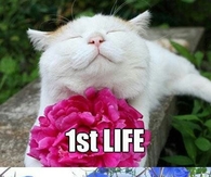 1st life and 9th life