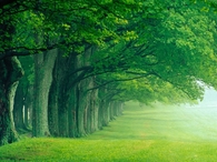 Summer Green