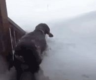 Dog diving into snow