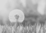 Make A Wish
