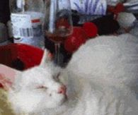 How to wake up a cat...