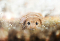 Doggy in a meadow
