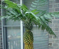 Summer Fruit Tree