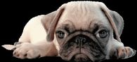 Cute Pug