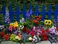 Beautiful Flower Garden