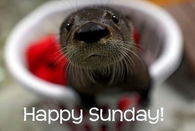 Happy Sunday