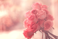 Pink Roses