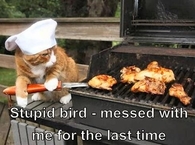 Chef cat on blue