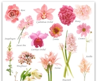 Pink Flower Guide