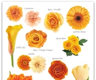 Orange and Peach Flower Guide