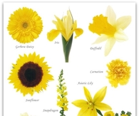 Yellow Flower Guide