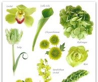 Green Flower Guide