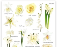 White Flower Guide