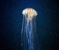 Sparkly jellyfish