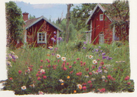 Wildflowers
