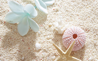 Pretty Seashells