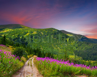 Beautiful Summer Landscape